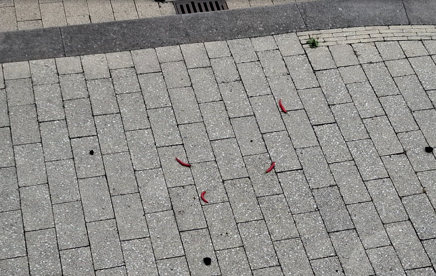 pepers op de stoep