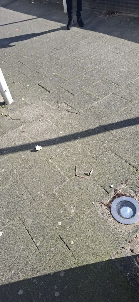 Ergens bij vlaggen langs het water